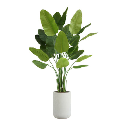 Bird of Paradise Tree in Modern Gray Planter