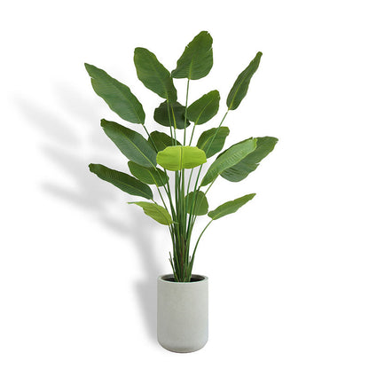 Bird of Paradise Tree in Modern Gray Planter