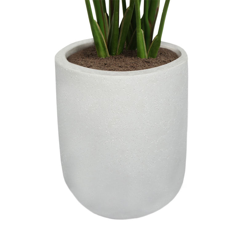 Bird of Paradise Tree in Modern Gray Planter