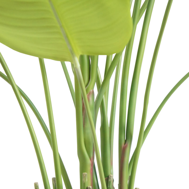 Bird of Paradise Tree in Modern Gray Planter