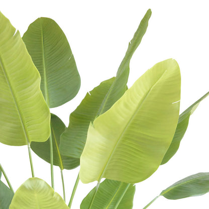 Bird of Paradise Tree in Modern Gray Planter