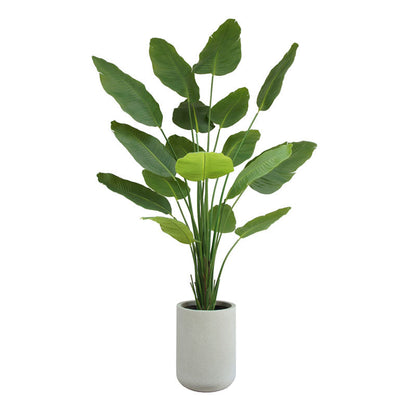 Bird of Paradise Tree in Modern Gray Planter