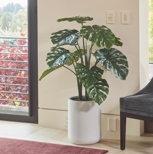 Monstera Plant in Modern Gray Planter